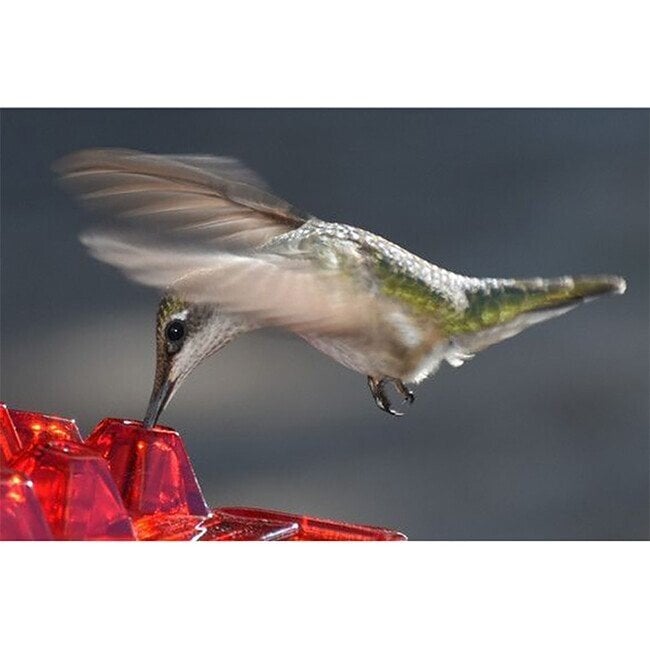 Marys Hummingbird Feeder With Perch And Built-In Ant Moat